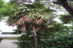 Thrinax parviflora